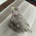 فروخ كروان الوان ممتازة ما شاء الله يقبلون الغر