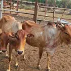 معانا بقر بلدي مناتيج وخبيش وبقر قروب