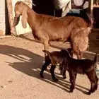 عنز قبرصيه حدرها توم