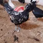 دجاج بولش بيور فاخر