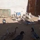 للبيع وز عراقي بياض