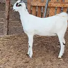 أعراض لكم جفار بلديو