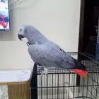 كاسكو