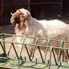 فحل نعيم سدس شبب