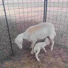 حريه طيبه بالحيل والد