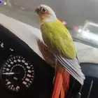 كنيور اليف طفره