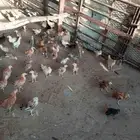 صوص الجعرانه