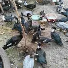 بط مسكوفي للبيع بياض