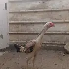 دجاج شامو للبيع فاخر للآخر