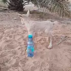قزمي عنز مع بنته