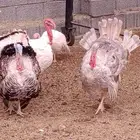 دجاج رومي للبيع