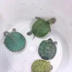 سلاحف برمائيه