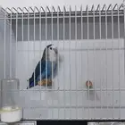 روز