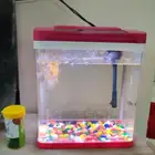 حوض سمك مع سمكة واحدة للبيع