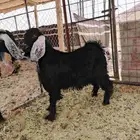 تم البيع تيس عارضي ذبيحه طيب بالحيل