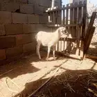 كبش للبيع