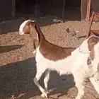 عنز ثنيه مطوره