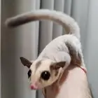 السنجاب الطائر(شوقر جلادير)