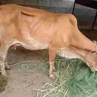 بقره للبيع معها عجله وعشار على الشرط او بدل بضان درار