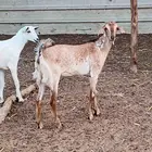 أعراض لكم جفار بلدي بضاعة فاخر طيبة