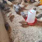 للبيع سمان بلدي العدد 40 جوز