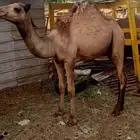 قعود بلدي