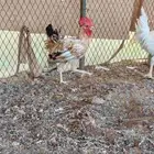 ديوك بلدي