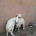 نعجه حريه يتبعها رخل دفيع