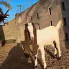 تيس فاخر جرم