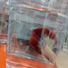 ذكور فايتر هاف مون بسعر 6 ريال فقط