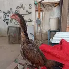 شامو الماني نادره الوان