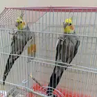 كروانات ذكور مغرده ب 250 البيع مستعجل جدا