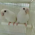 زوج روز البينو منتج شرط