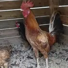 ديكين وانثى