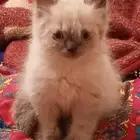 قط هملايا اللبيع