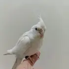 كروان أليف جدا وهدد ومتكلم