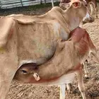 أعرض لكم بقر وخبيش وأولادها