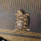 سلحفاة يونانية