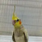 كروانات اليفه بسعر رخيص