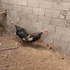 ديوك رومي