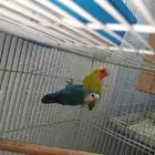 زوج روز معه بيض