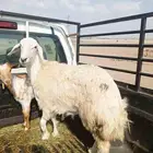 رخله جذعه شحم