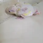 للبيع فرخ كنيور مون شيك دبل فاكتور عيون حمر (تم اللبيع )