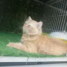 قطط للتبنى