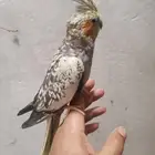 أنثى كروان منتجه واليفه