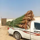 نخل للبيع فسايل نخل منوعه للبيع مكه جده الطايف المدينه