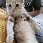 بسه للتبني