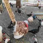 دجاج رومي للبيع