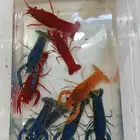 استكوزا نهري