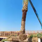 متوفر لدينا نخل للبيع في جده مكه نخل فاخر ومقاسات مختلفه